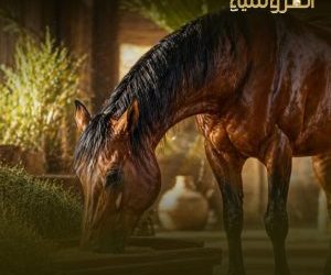 الاستشفاء بعد السباقات.. خطوات تعيد الحصان إلى جاهزيته