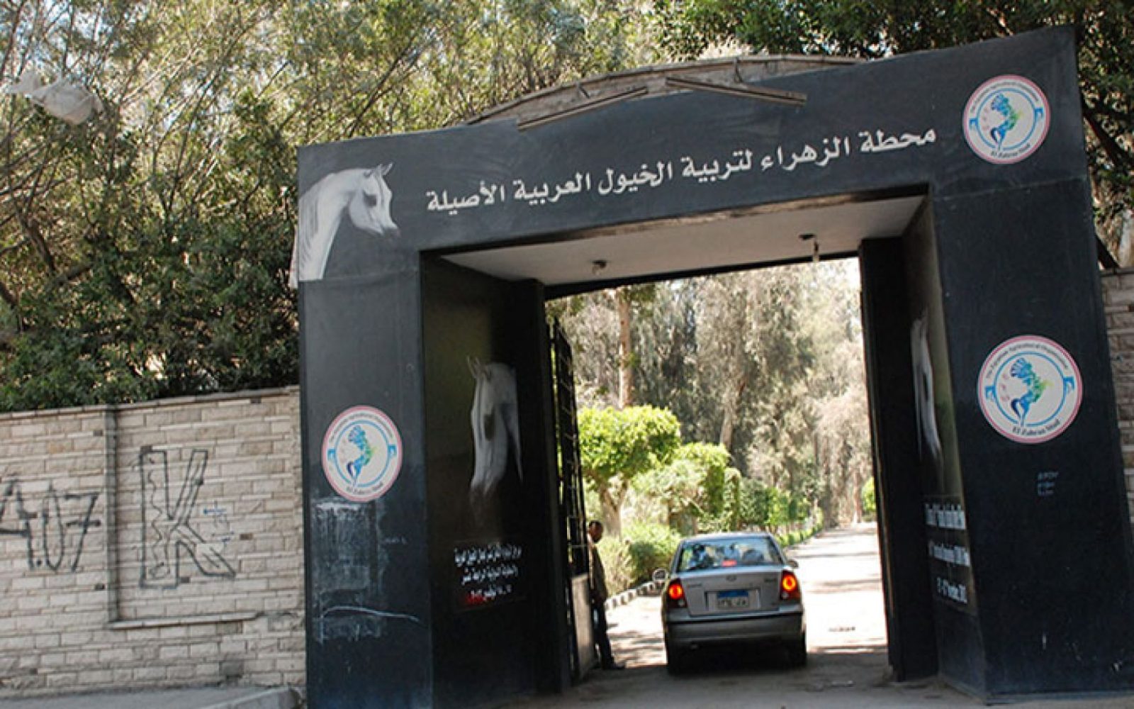محطة الزهراء تستكمل الفحوصات الجينية للدفعة الثانية من المهور العربية