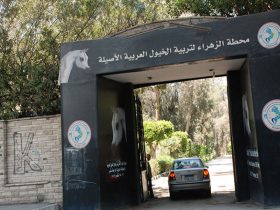 محطة الزهراء تستكمل الفحوصات الجينية للدفعة الثانية من المهور العربية