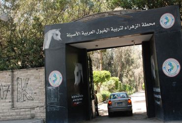محطة الزهراء تستكمل الفحوصات الجينية للدفعة الثانية من المهور العربية
