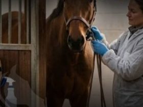 أخطاء يتمنى الطبيب البيطري ألا يرتكبها أصحاب الخيل