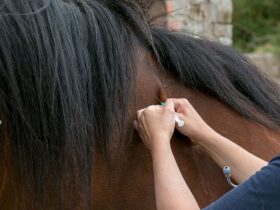 بروتوكول أوروبي جديد يشدد إجراءات الوقاية من إنفلونزا الخيل
