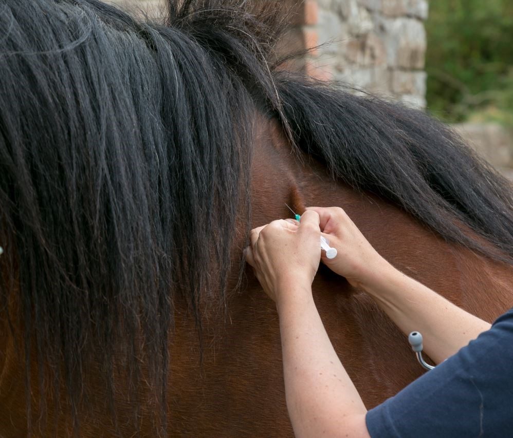 الاتحاد الدولي للفروسية يطبق غرامات فورية على مخالفات سجلات لقاحات الخيل