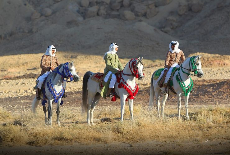 الخيل العربية مظهر و مخبر