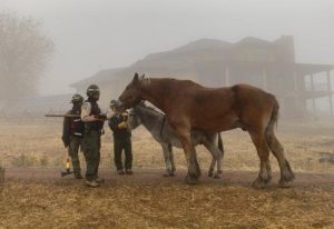 صعوبة في نقل الخيول