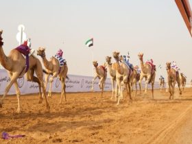منافسات الحقايق في مهرجان العين للهجن