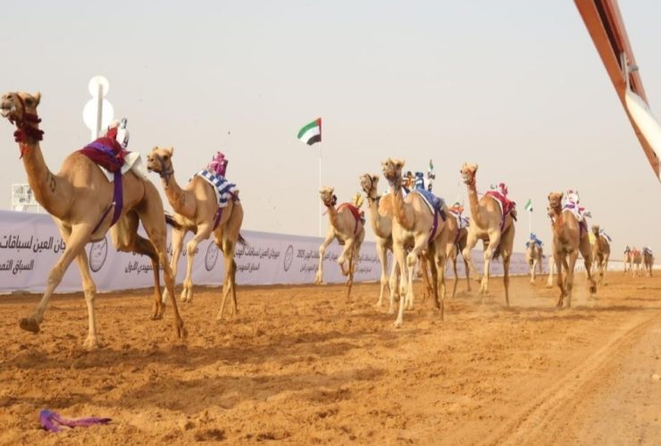 منافسات الحقايق في مهرجان العين للهجن