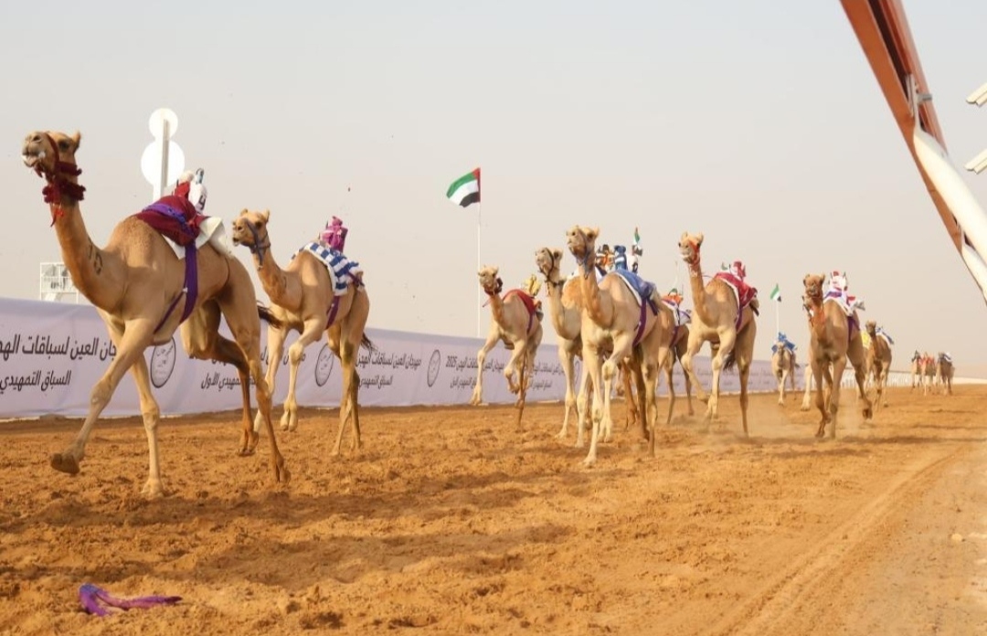 منافسات الحقايق في مهرجان العين للهجن