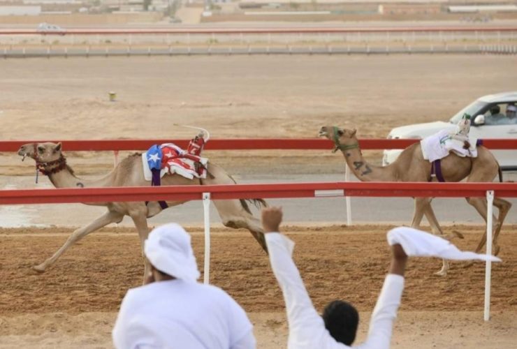 مهرجان العين للهجن