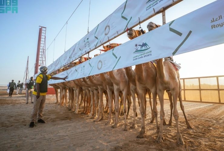 ميدان نجران يواصل تنشيط موسم الهجن بسباقات "المفاريد" وسط حضور متزايد للملاك والمضمرين