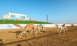 سباقات الهجن في نجران