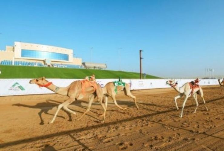 سباقات الهجن في نجران