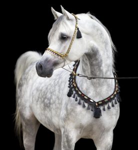 الخيل العربية تعشق الانطلاق في المساحات الواسعة