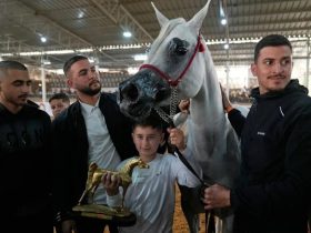 بطولة فلسطين الدولية لجمال الخيول العربية