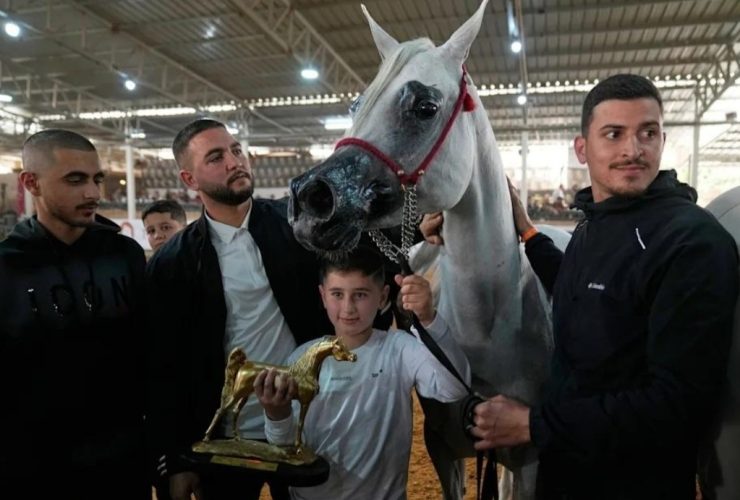 بطولة فلسطين الدولية لجمال الخيول العربية