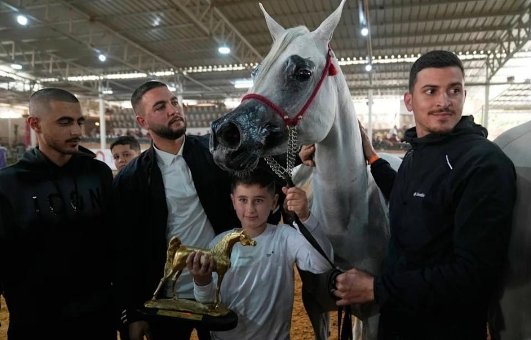 بطولة فلسطين الدولية لجمال الخيول العربية