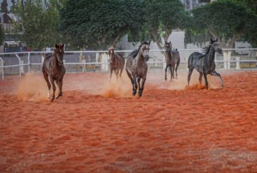نادي الديماس يستعد لبطولة جمال الخيول العربية