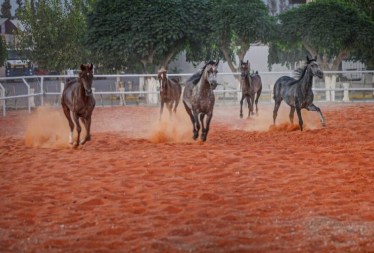 نادي الديماس يستعد لبطولة جمال الخيول العربية