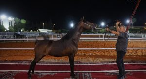نادي الفروسية في الديماس من أهم المنشآت الرياضية المتخصصة في سوريا