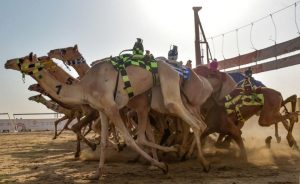 يشهد اليوم الختامي إقامة 24 شوطًا على مسافة كيلومترين