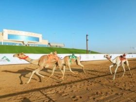 ميدان نجران يستضيف سباقات «اللقايا فما فوق»