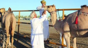 تمثل مسابقات المزاينة رافدًا للأنشطة الاقتصادية في المحافظات المستضيفة