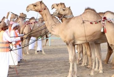 بتتويج المطية «سمحة المجروح» بالمركز الأول