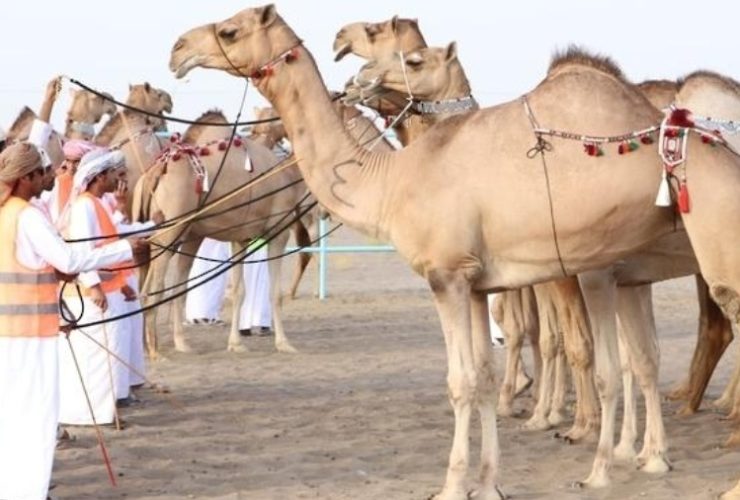 بتتويج المطية «سمحة المجروح» بالمركز الأول