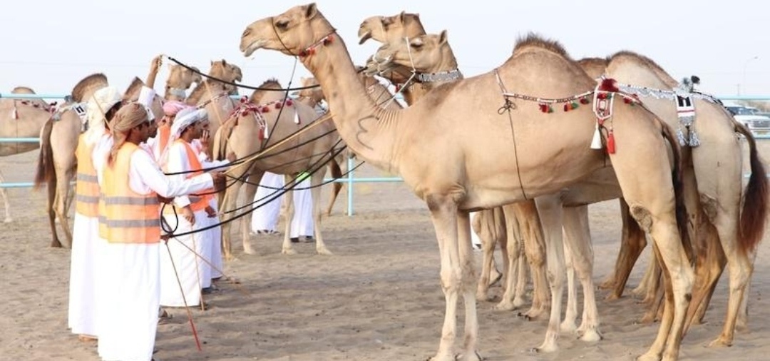 بتتويج المطية «سمحة المجروح» بالمركز الأول
