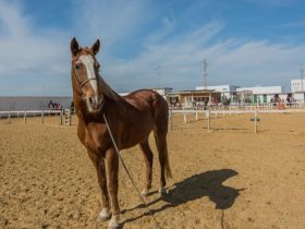 تربية الخيل في تونس