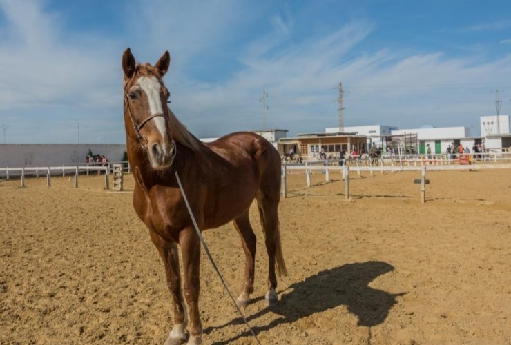 تربية الخيل في تونس