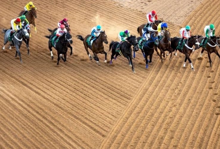 المربي الحقيقي لا يقيس نجاحه بعدد الخيل… بل بجودة إنتاجه