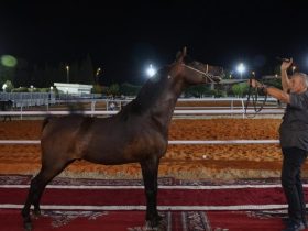 الديماس تستضيف العرض الوطني لجمال الخيل العربية