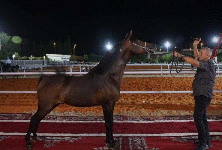 الديماس تستضيف العرض الوطني لجمال الخيل العربية