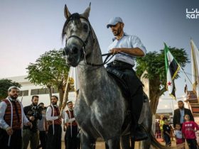 الخيل والإبل في سوريا جزء من الفعاليات الثقافية والرياضية والسياحية