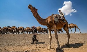 لعبت الإبل دورًا اقتصاديًا واجتماعيًا محوريًا في حياة سكان البادية السورية.