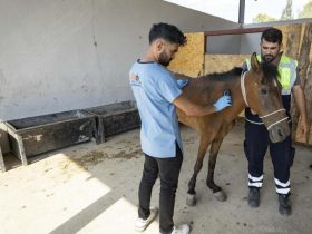 حصان في تركيا يتحول إلى رمزٍ لإنقاذ الحيوانات