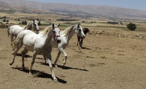الخيول في لبنان