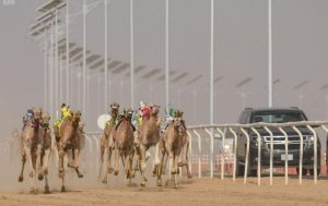 المهرجان محطة رئيسة في أجندة ملاك الهجن والمضمرين