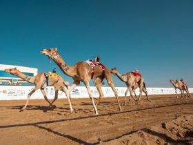 مهرجان العين لسباقات الهجن 2026