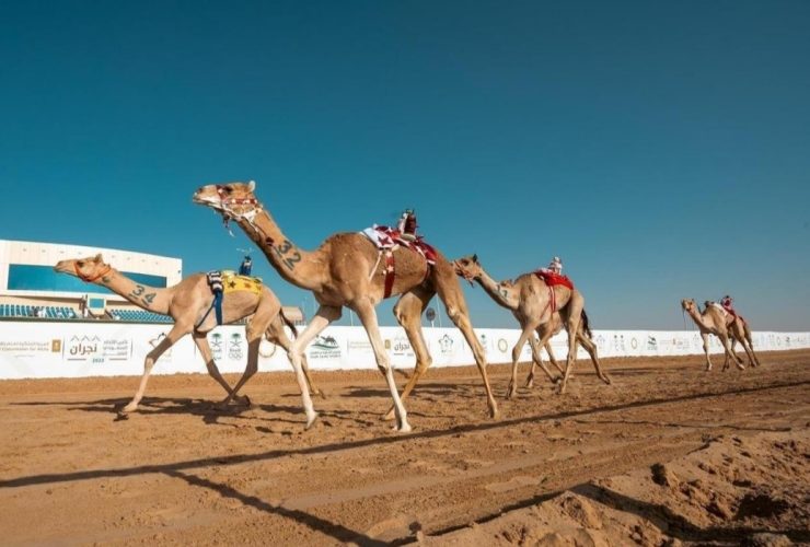 مهرجان العين لسباقات الهجن 2026