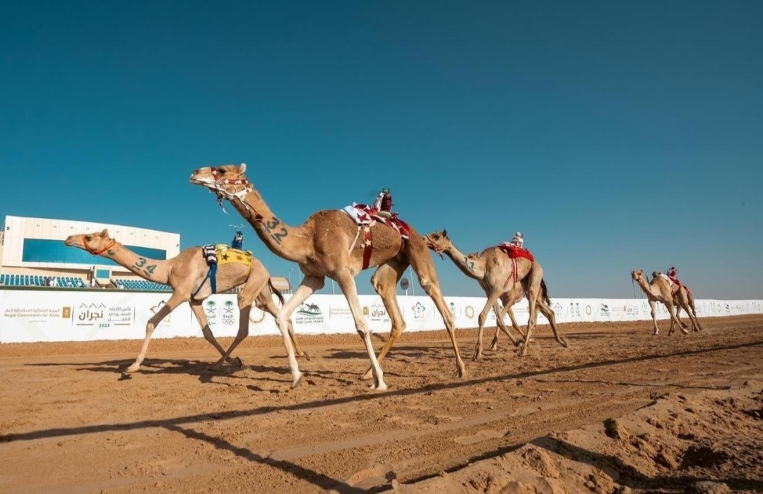 مهرجان العين لسباقات الهجن 2026