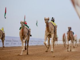 سباقات العين للهجن
