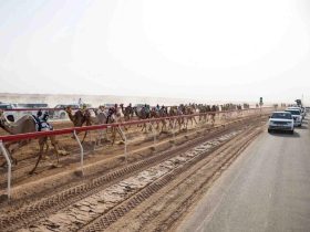 من أجواء سباقات الهجن