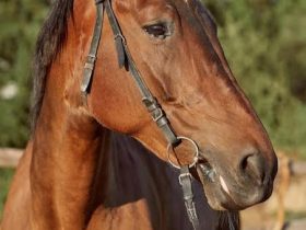 الجمعية الأمريكية لطب الخيل تصدر دليلاً جديداً للوقاية من الإجهاد الحراري