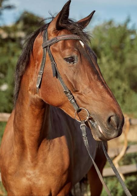 الجمعية الأمريكية لطب الخيل تصدر دليلاً جديداً للوقاية من الإجهاد الحراري