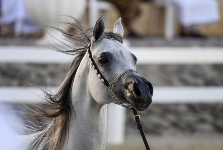 بطولة لندن الدولية تفتح باب التسجيل لجمال الخيل العربية الأصيلة