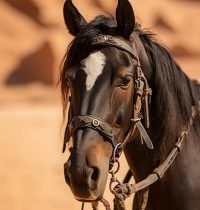 الخيل في القلوب.. أكثر من رياضة وأعمق من هواية