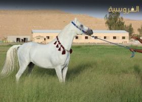 مزاد الخيالة السلطانية بمسقط يعرض نخبة من الخيول العربية