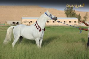 مزاد الخيالة السلطانية بمسقط يعرض نخبة من الخيول العربية
